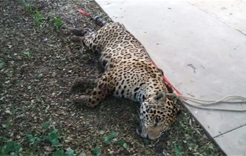 Jaguar in Paragauy